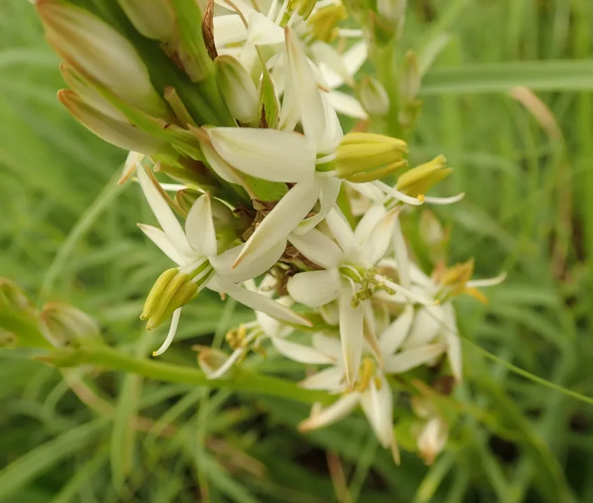 Plante chlorophytum bowkeri montrant ses caractéristiques typiques