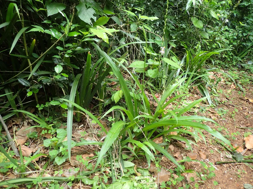 Plante chlorophytum bowkeri montrant ses caractéristiques typiques