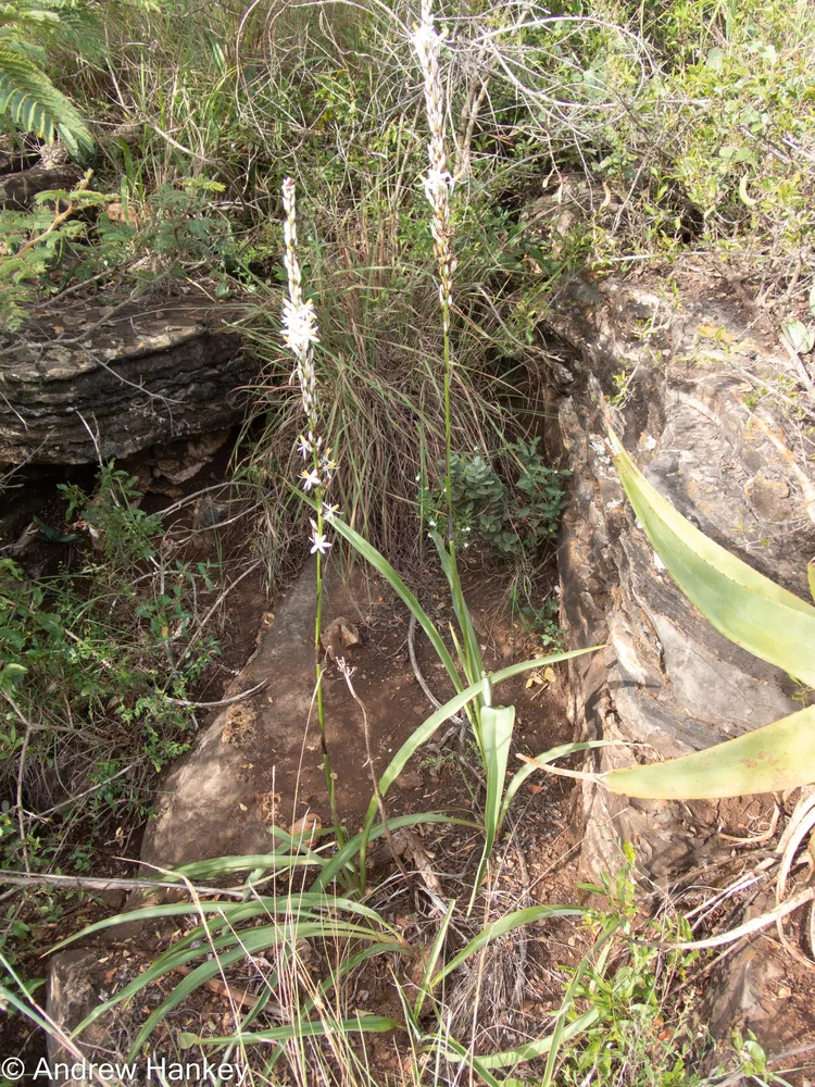 Plante chlorophytum bowkeri montrant ses caractéristiques typiques