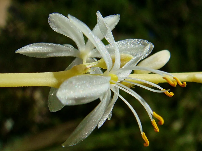 Plante chlorophytum capense montrant ses caractéristiques typiques