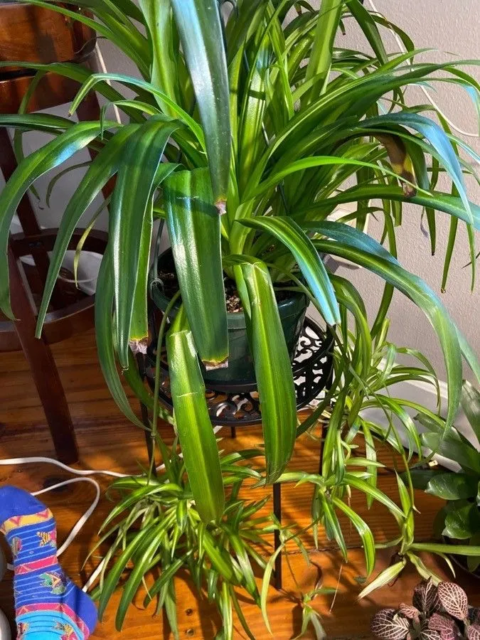 chlorophytum hawaiian plant showing characteristic features