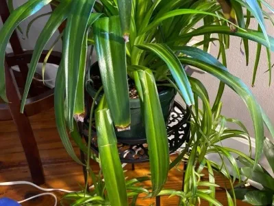 thumbnail chlorophytum comosum 'hawaiian'