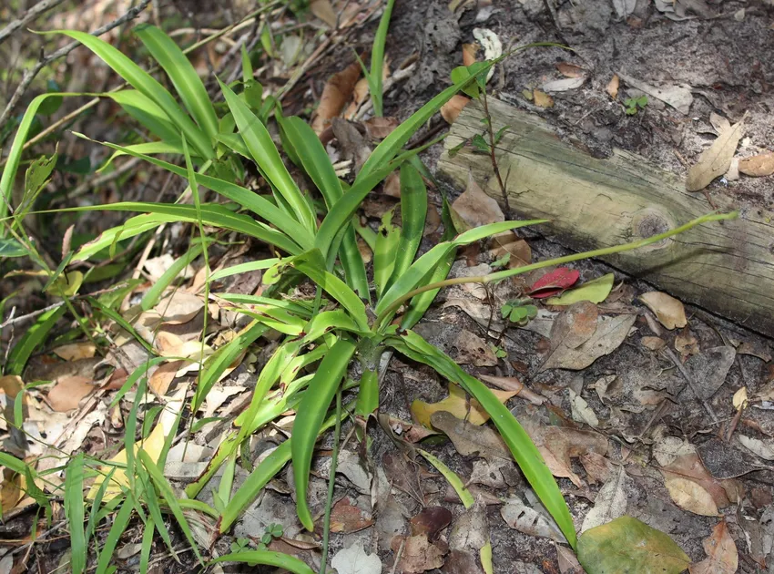 Plante chlorophytum comosum montrant ses caractéristiques typiques