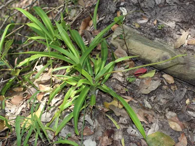 Image miniature de chlorophytum comosum