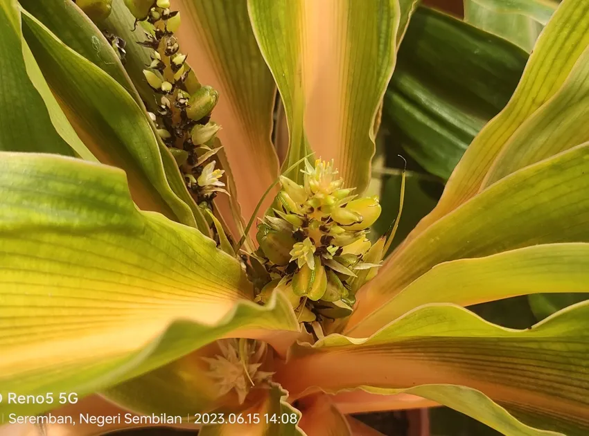 Plante chlorophytum filipendulum montrant ses caractéristiques typiques