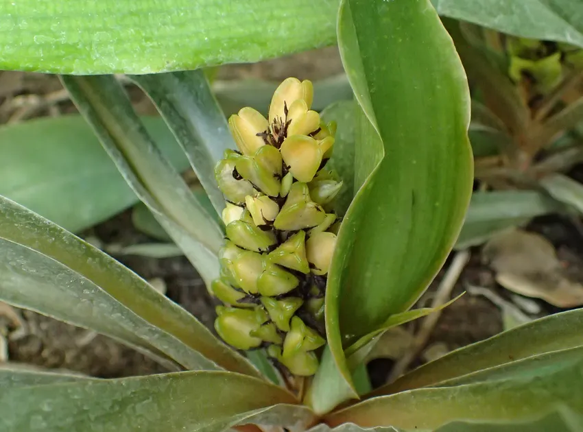 Plante chlorophytum filipendulum montrant ses caractéristiques typiques