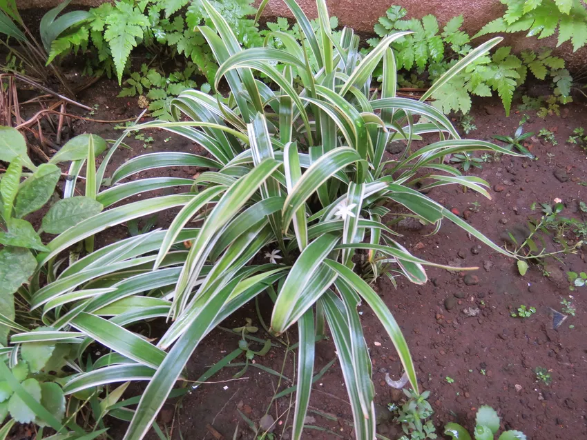 chlorophytum laxum plant showing characteristic features