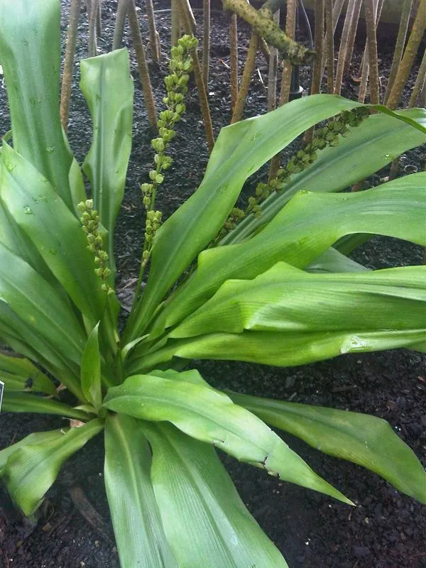 Plante chlorophytum macrophyllum montrant ses caractéristiques typiques