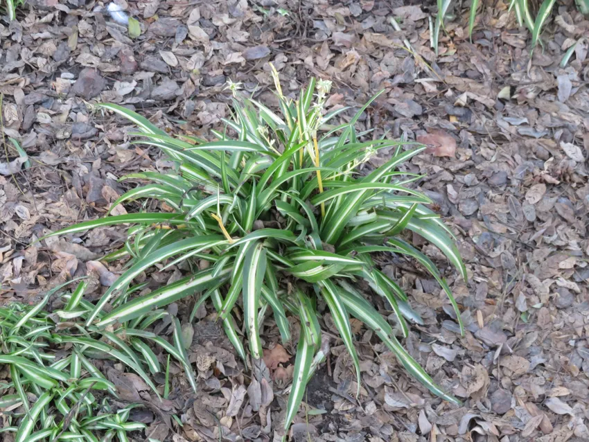 Plante chlorophytum macrophyllum montrant ses caractéristiques typiques