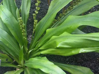 Image miniature de chlorophytum macrophyllum