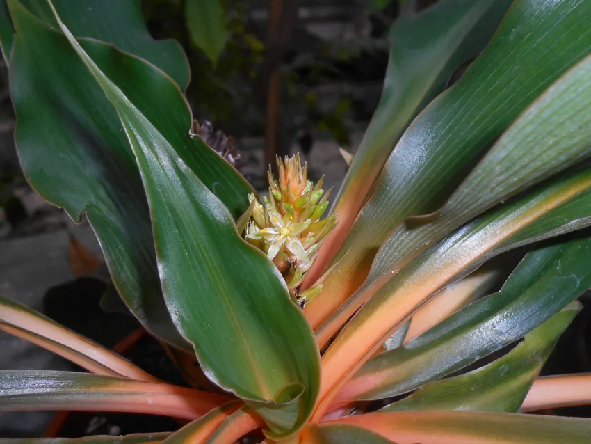 Plante chlorophytum orchidastrum montrant ses caractéristiques typiques