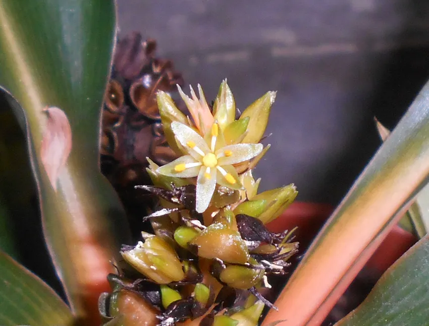 Plante chlorophytum orchidastrum montrant ses caractéristiques typiques