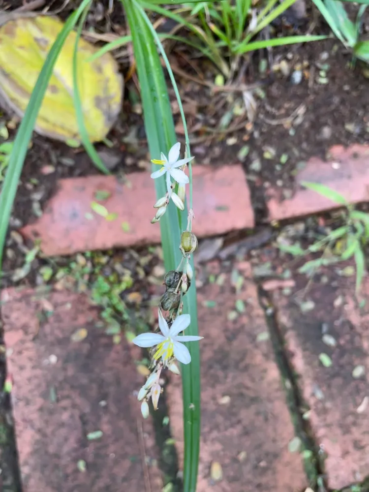 Plante chlorophytum saundersiae montrant ses caractéristiques typiques