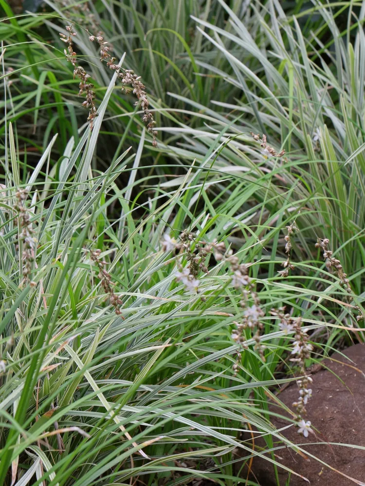 Plante chlorophytum saundersiae montrant ses caractéristiques typiques