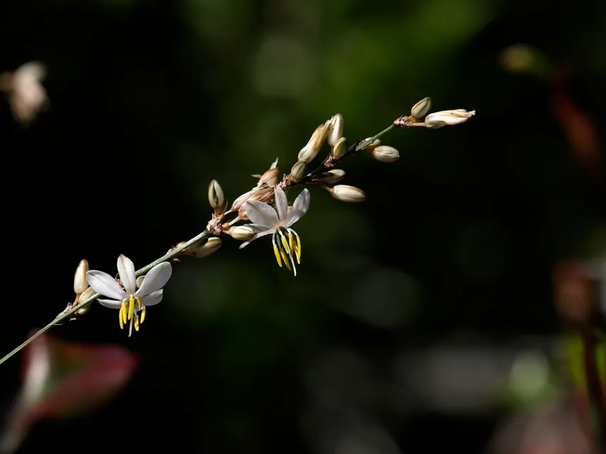 Plante chlorophytum saundersiae montrant ses caractéristiques typiques