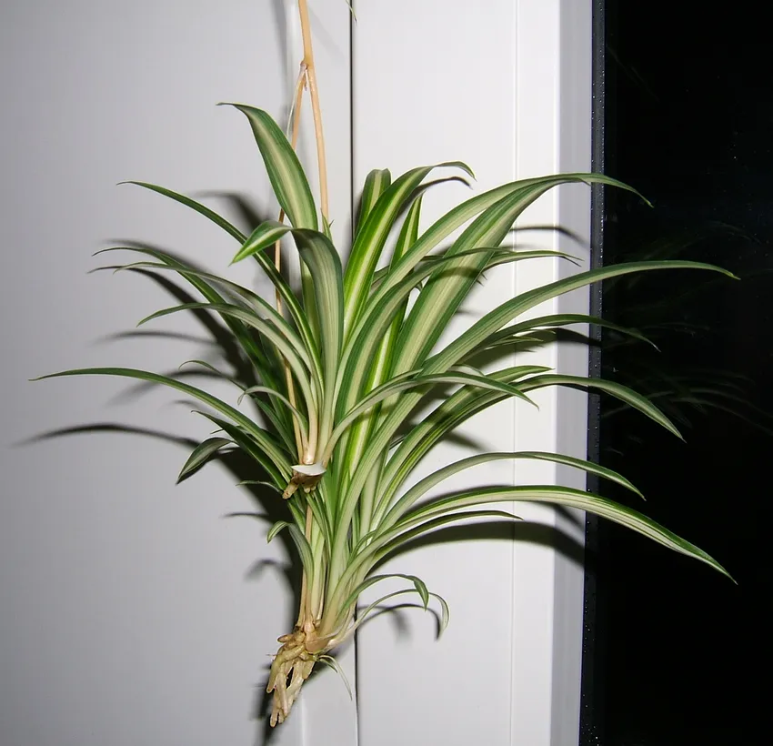 Plante chlorophytum vittatum montrant ses caractéristiques typiques