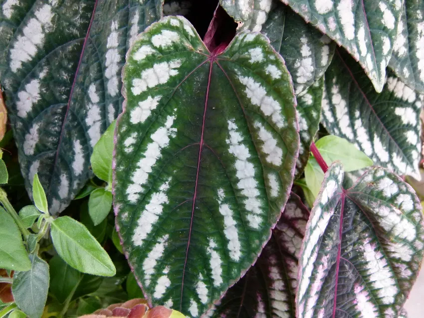 cissus discolor plant showing characteristic features