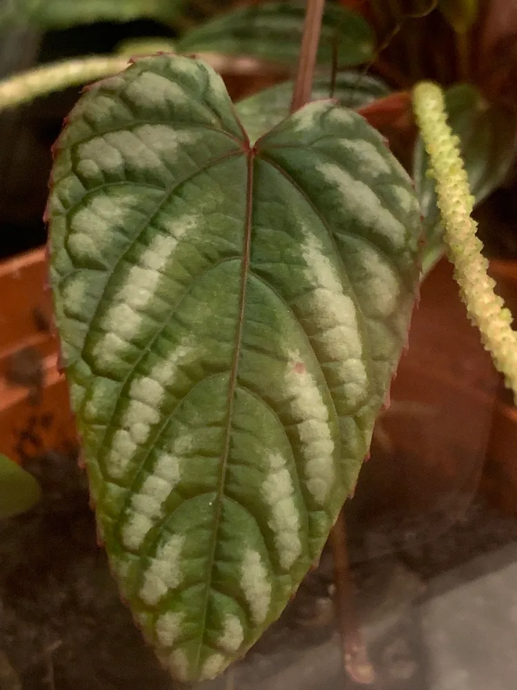 cissus discolor plant showing characteristic features