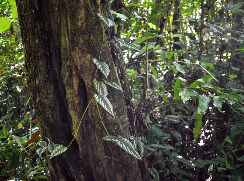 cissus javana plant showing characteristic features