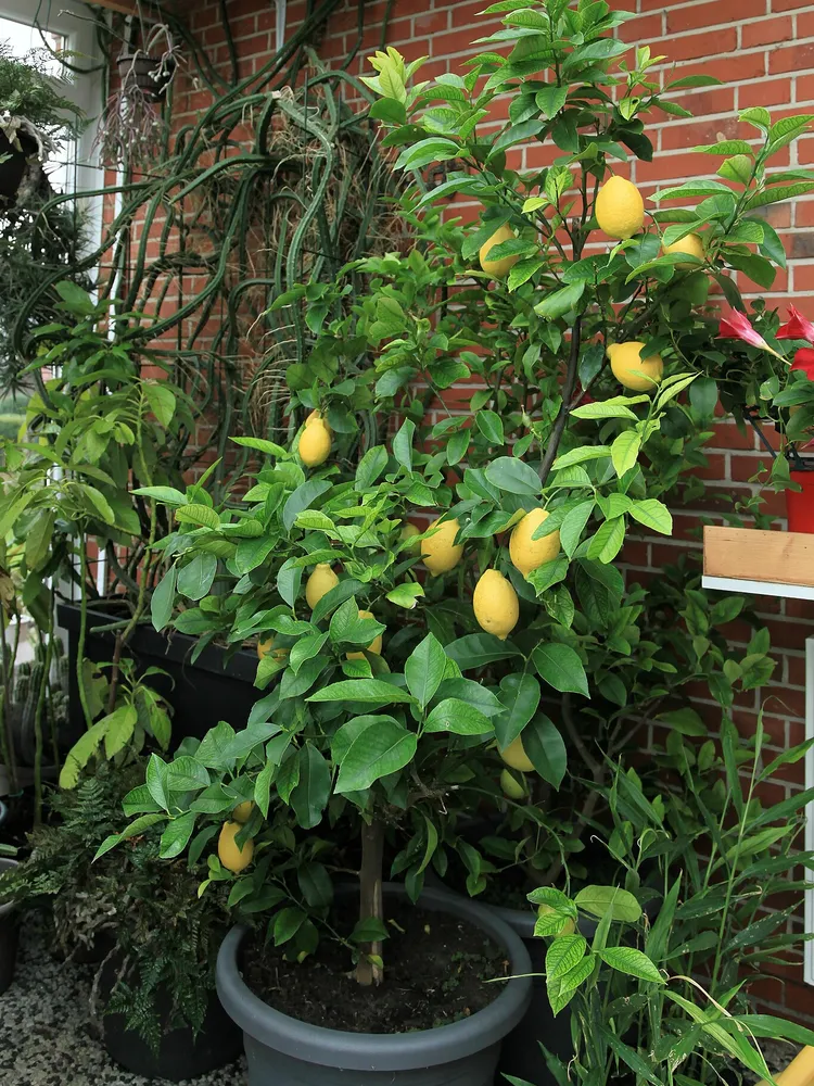 citrus × limon plant showing characteristic features