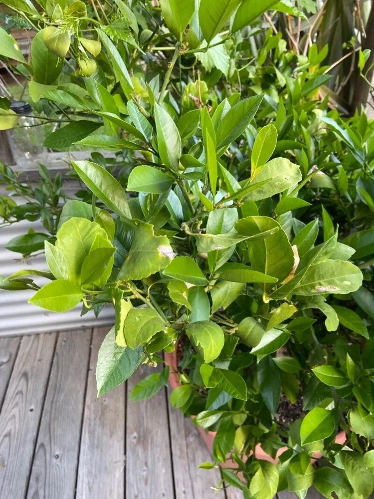 citrus × limon plant showing characteristic features