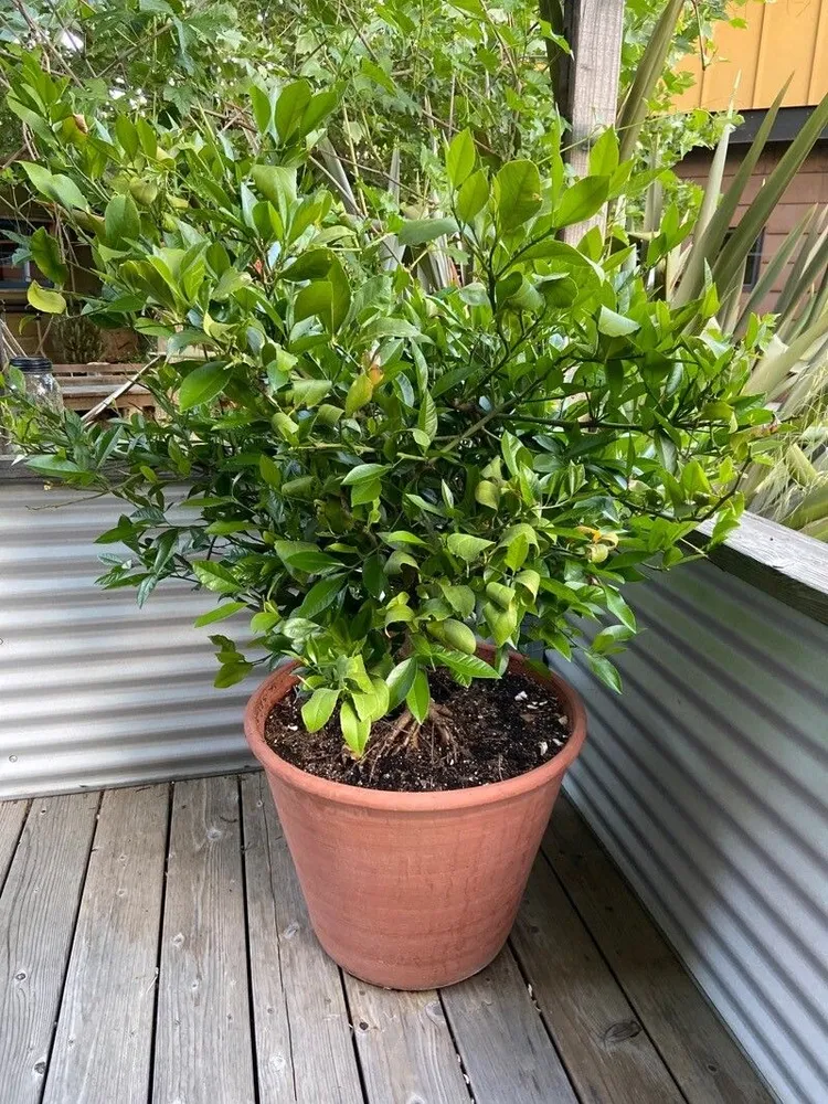 citrus × limon plant showing characteristic features