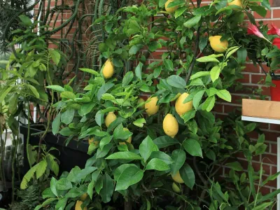 thumbnail citrus × limon
