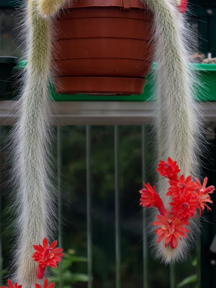 Plante cleistocactus colademononis montrant ses caractéristiques typiques