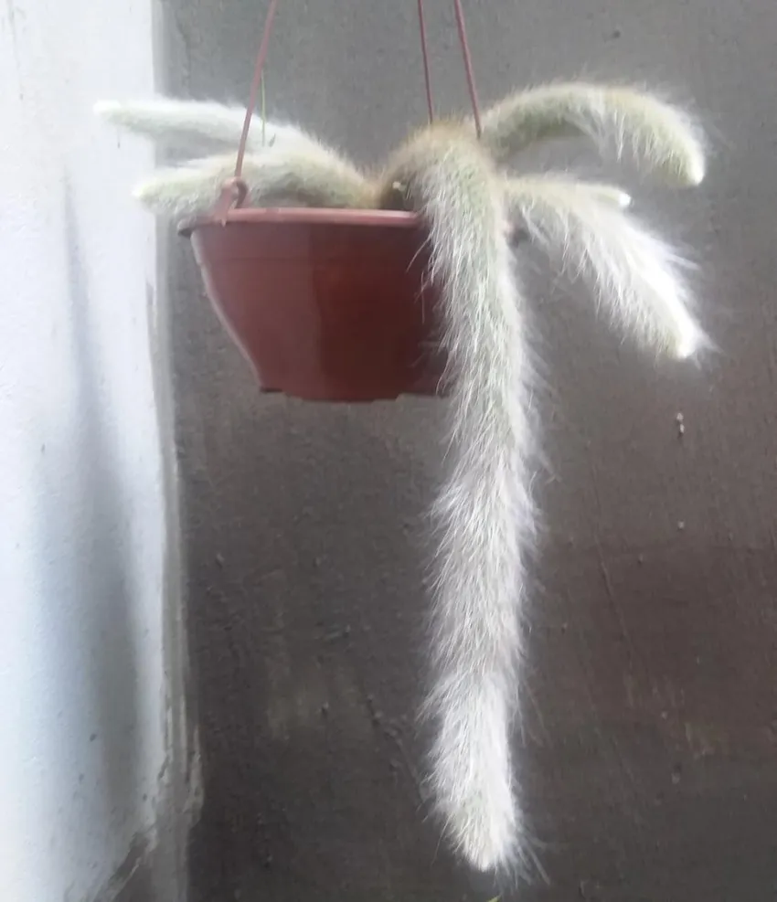 Plante cleistocactus colademononis montrant ses caractéristiques typiques