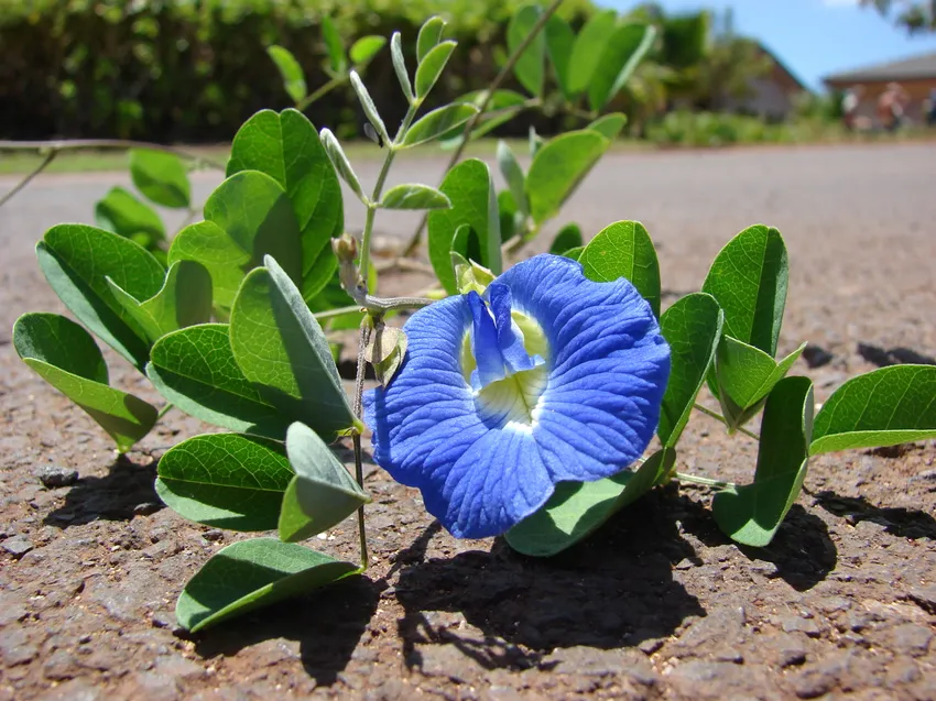 clitoria ternata plant showing characteristic features