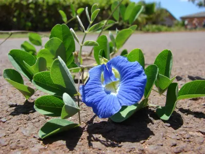 thumbnail clitoria ternata