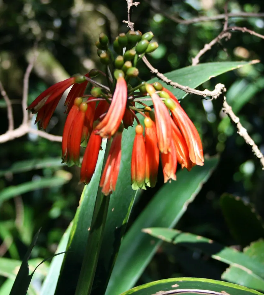 Plante clivia caulescens montrant ses caractéristiques typiques