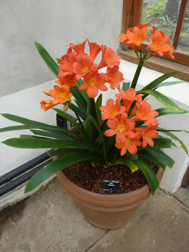 Plante clivia caulescens montrant ses caractéristiques typiques