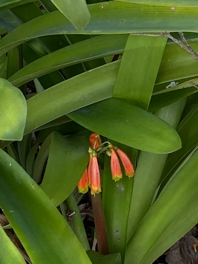 Plante clivia caulescens montrant ses caractéristiques typiques