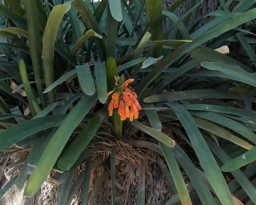 Plante clivia caulescens montrant ses caractéristiques typiques