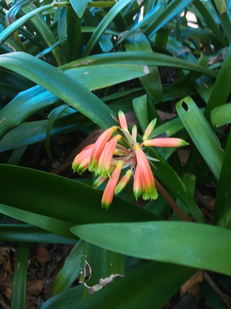 Plante clivia caulescens montrant ses caractéristiques typiques