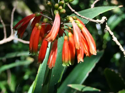 Image miniature clivia caulescens