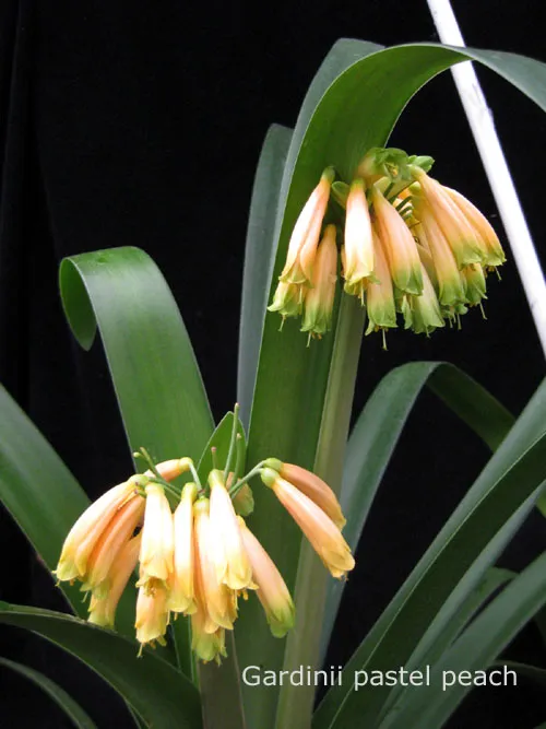 Plante clivia gardenii montrant ses caractéristiques typiques
