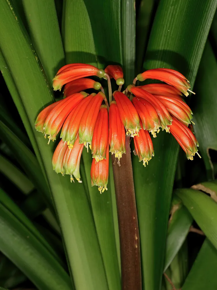 Plante clivia gardenii montrant ses caractéristiques typiques