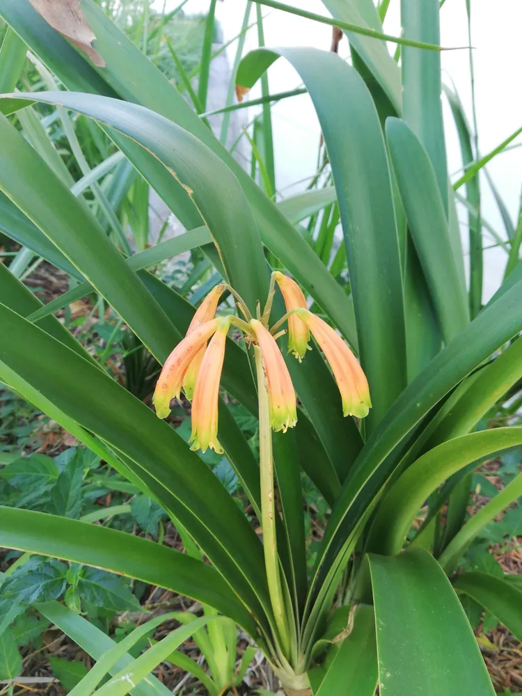 Plante clivia gardenii montrant ses caractéristiques typiques