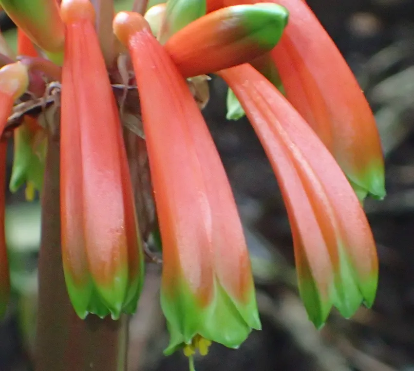 Plante clivia gardenii montrant ses caractéristiques typiques