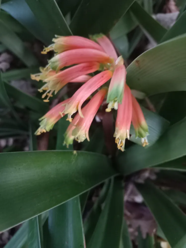 Plante clivia gardenii montrant ses caractéristiques typiques