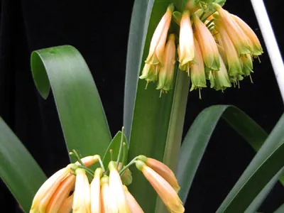 Image miniature clivia gardenii