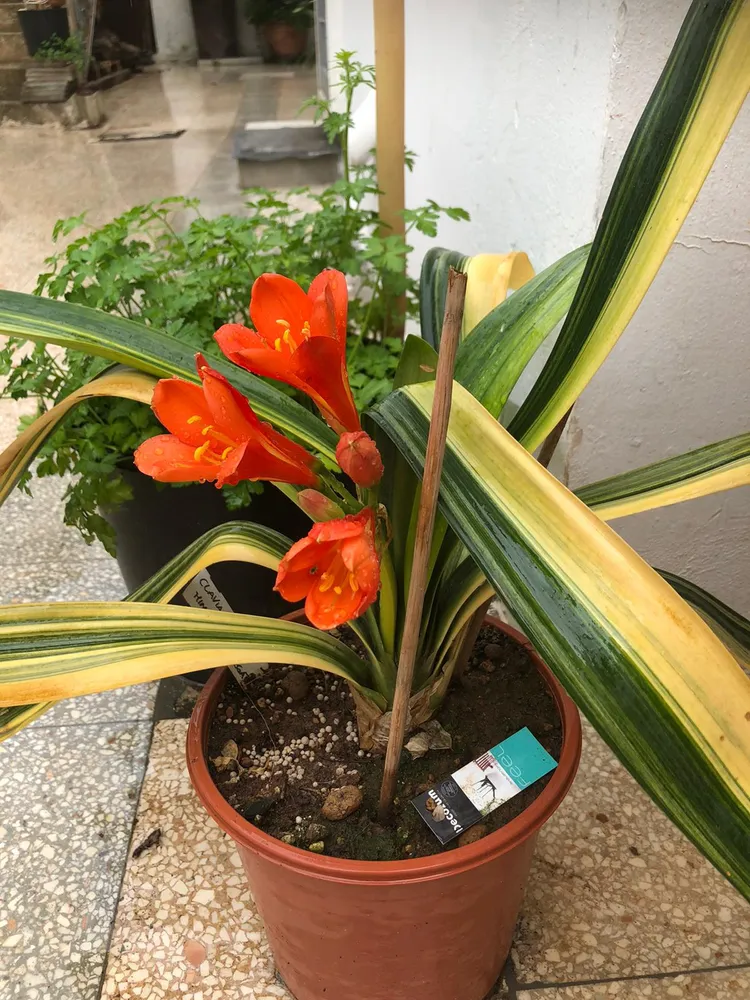Plante clivia miniata montrant ses caractéristiques typiques