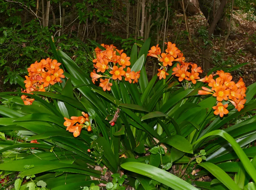 Plante clivia miniata montrant ses caractéristiques typiques