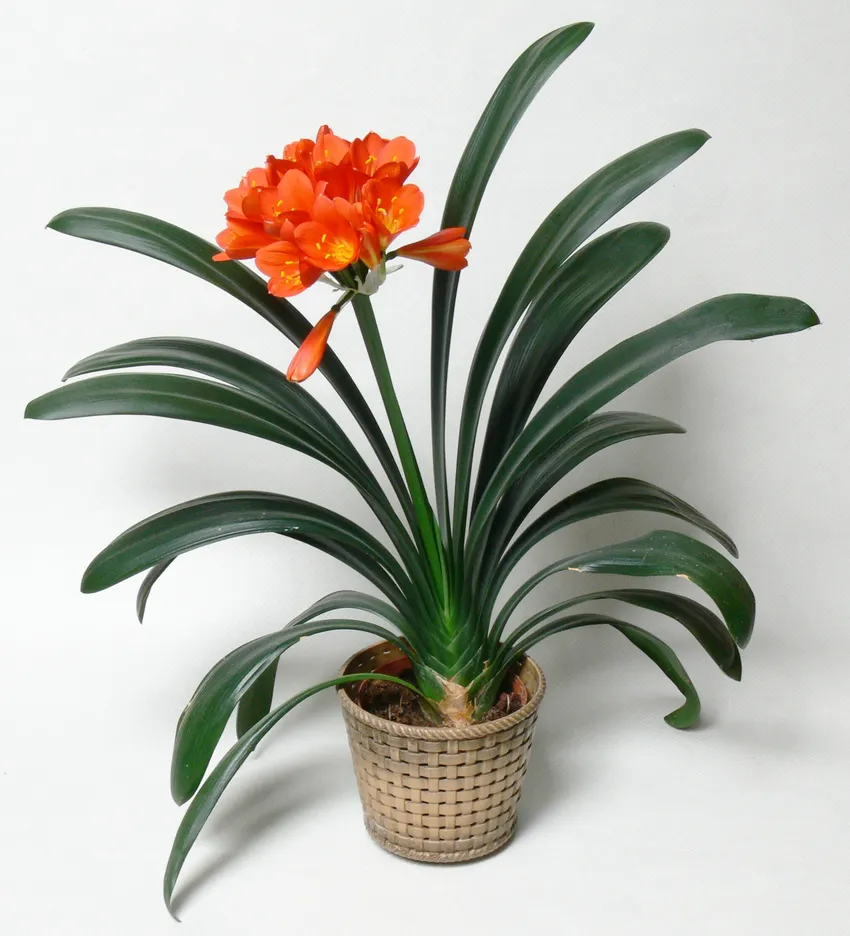 Plante clivia miniata montrant ses caractéristiques typiques