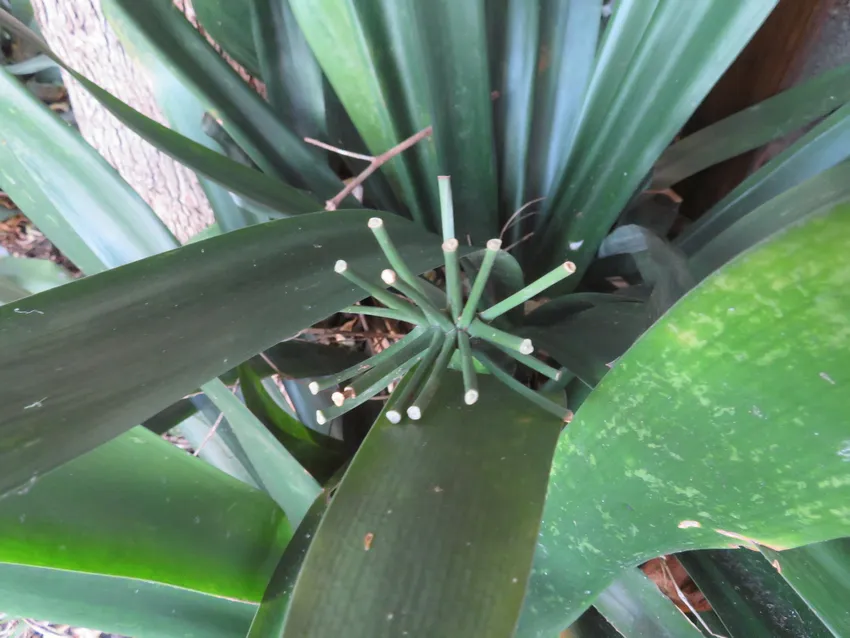 Plante clivia miniata montrant ses caractéristiques typiques