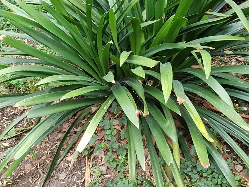 Plante clivia miniata montrant ses caractéristiques typiques
