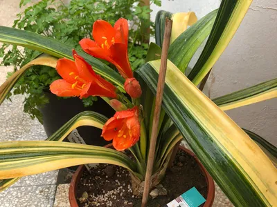Image miniature clivia miniata