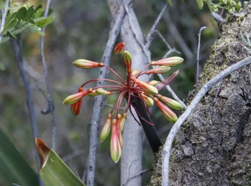Plante clivia mirabilis montrant ses caractéristiques typiques